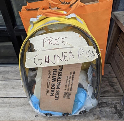 A backpack with live guinea pigs inside and "Free guinea pig" written on the front.