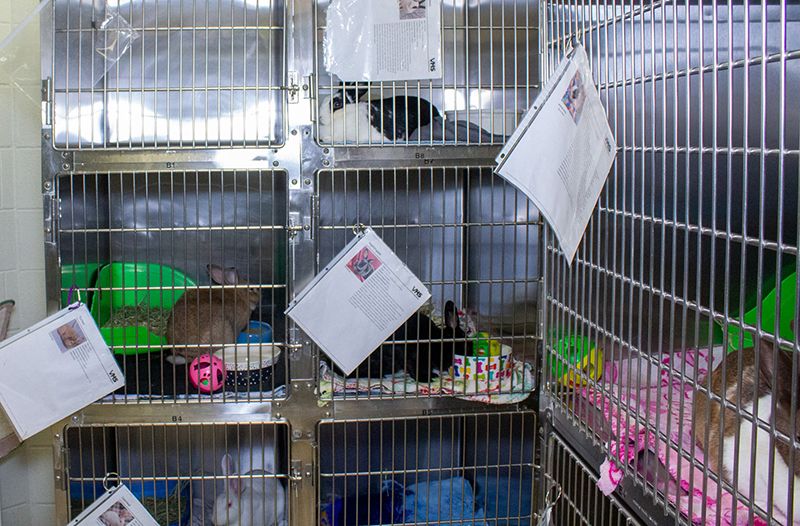 Rabbit in cages at a shelter.