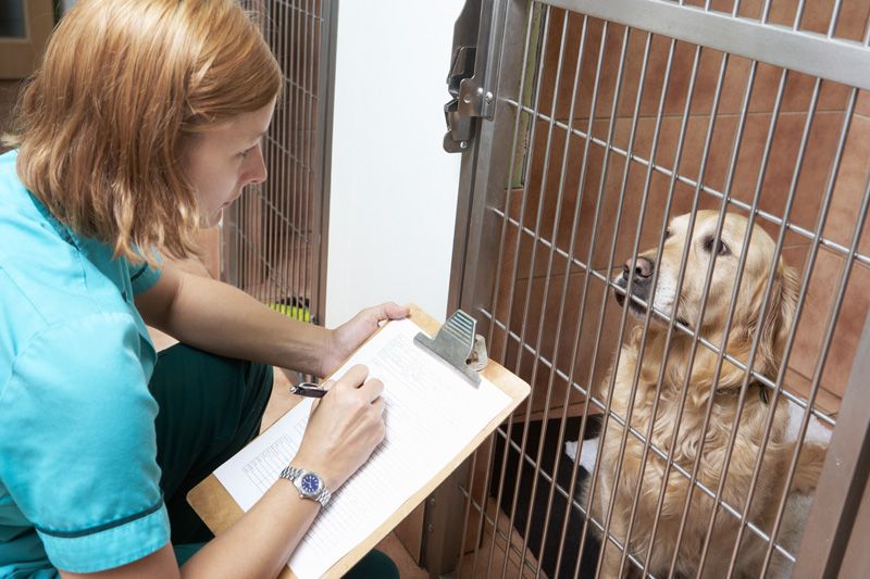 a woman kneels in front of a dog in a kennel and takes notes on a clipboard