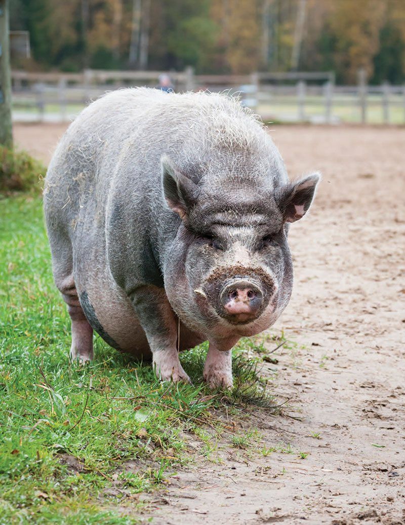 Pigs gain weight easily, sometimes developing obesity so severe that it causes “fat blindess” and “fat deafness.” However, widespread misinformation means many pigs are now entering shelters and sanctuaries underweight, as well.