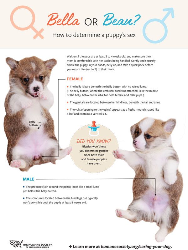 How to determine a puppy's sex